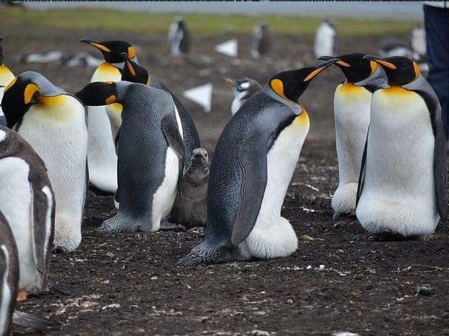 Erfolgreiche Preisverhandlungen durch den Pinguin-Effekt und E.I.